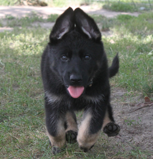 glaurung puppies